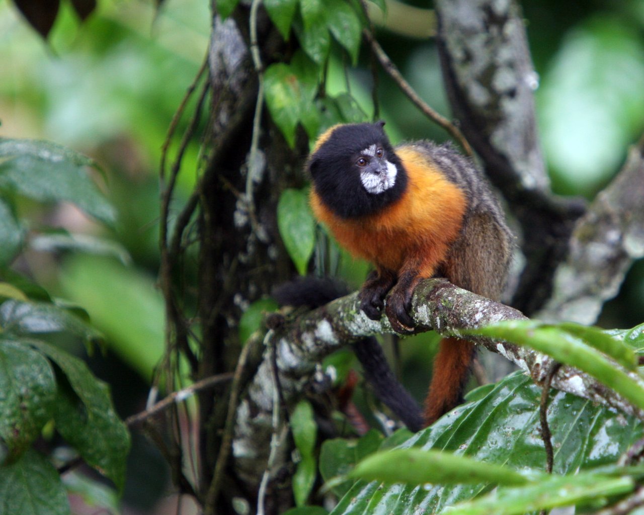 ecuador monkey